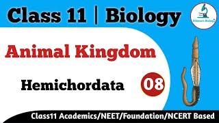 Hemichordata | Animal Kingdom | Class 11 Biology | Buccal Diverticulum | Stomochord | NEET