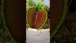 Fly Traps In Trap | Venus Fly Trap | Dionaea Muscipula | #insectkiller #flytrap #shortsfeed #shorts