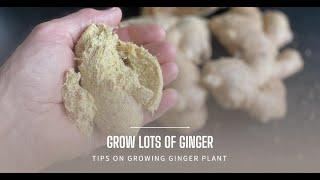 Growing Ginger For A Huge Harvest - How To Grow Ginger Root