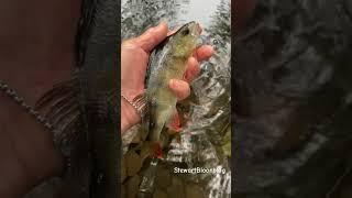 Fishing a shallow pond