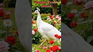The grace of a white peacockГрация белого павлина #beautifulbird #peacock #grace #ai #павлин #птица