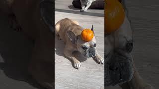 When My Dog Gets Into Challenge Mode #funnydogvideo #funny #cutedog #frenchbulldog #funnydogs