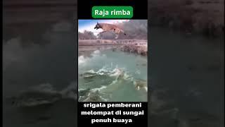 DUNIA HEWAN ALAM LIAR AFRIKA,SRIGALA PEMBERANI #shorts