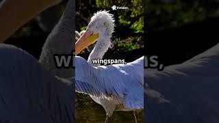 seagull vs penguin epic battle caught on camera #SeagullVsPelican #BirdVsBird #CaughtOnCamera