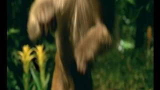 animal planet ident monkey