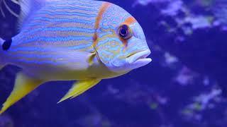 Oceans of Life