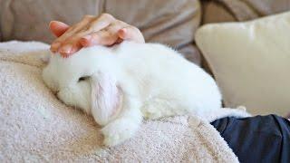 Sleepy Baby Bunny