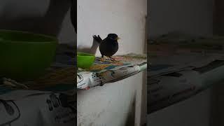 Kingsu our bird learning #shorts #birdsounds #youtubeshorts