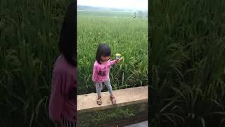#Jatuh di sawah#