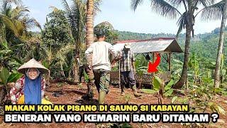 Dua Hari Dua Malam Turun Hujan Yuk Kita Gaskeun Pemupukan Di Kebunnya Abah Unang