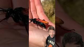 The Tarantula Hawk is TERRIFYING