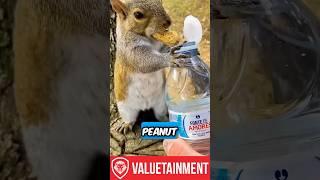 Squirrel’s Epic Fail: Tries Hiding Peanut and Water Bottle, Gives Up! ️