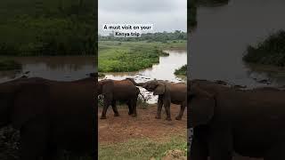The Ark Lodge, Kenya, Africa. #Nature & #wildlife at its best. Must visit. #kenya #elephant #Africa
