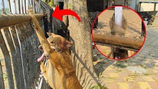 Shocking rescue of the dog's paw that was pierced by the gate's iron rod