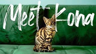 Bengal Kitten First Day Home || SHE WONT STOP MEOWING!! Helpful Tips at the end!!!!