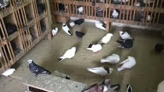 #Pigeons.Как отучить голубей от чужих крыш.