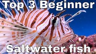 My TOP THREE Beginner Marine / Saltwater fish for a SMALL tank