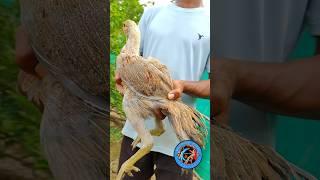 Normal skin #temper tail #bhupesh aseel#viralvideo #viral shorts