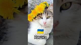 Как на разных языках звучит слово "Кошка"️