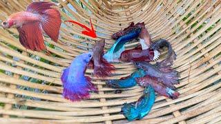 Wow!! Betta Fishing Videos from Betta Place that Unbelievable