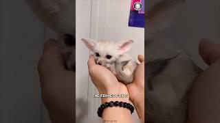 Fennec Fox  Sahara's Cutest Creature!