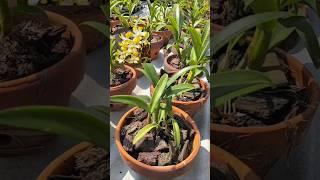 PROMO‼️Banana Royal 100rb dapat 3 plant cantul cantulll mau? wa 085791604896 #orchid #anggrek