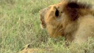 MalaMala Game Reserve, Kruger National Park, Africa Safari