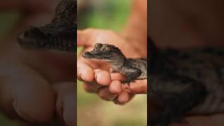 Do Crocodiles Really Cry? #CrocodileFacts #WildlifeAdaptations #CrocodileTears #naturemystery #facts