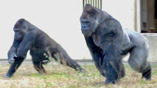 Silverback will not allow his son anywhere near his beloved female gorilla｜Shabani Group