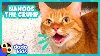 Grumpy Cat Only Likes One Thing... | Dodo Kids | Animal Videos