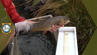2022 Flat Creek Electrofishing
