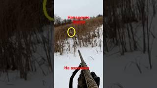 Не ожидал такого!!!    #охота #охотник #hunting