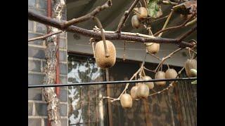 Раскрытие актинидии и киви после зимы.Результаты зимы.Disclosure of actinidia and kiwi after winter.