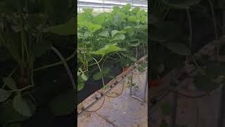 Small farme #strawberry#viralvideo #life #reels #garden #video #shorts #tiktok #tiktokvideo#youtube