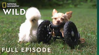 The Chihuahua and the Chicken (Full Episode) | Unlikely Animal Friends