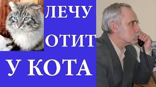 Лечу кота от отита. Ходил к ветеринару. Купил лекарства.#отит #кошек #ушной