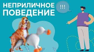 Моя собака ДЕЛАЕТ ЭТО! Что делать если собака пристает к ноге? Как реагировать? Что такое садки?