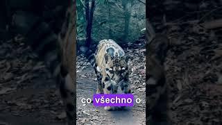 Poznáte tohle zvíře? A co všechno o něm víte? #animals #kočky #hádanka