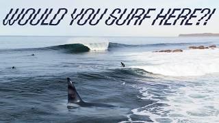 Would you surf here?! Pete Devries & Killer Whales