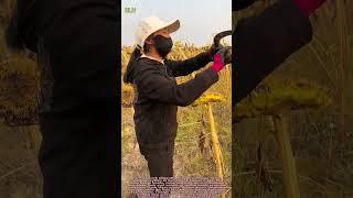 Golden Harvest! Farmers Cut Sunflowers with Scythes
