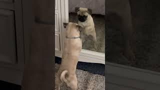 Pug reflection got her mad