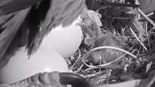 JACKIE & SHADOW WELCOME CHICK2️Double JoyShadow's First Look At Both Chicks@FOBBVCAM 2025-03-04