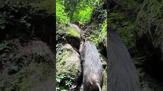 Amazing Wild Boar & Her Piglet Walk ️ #pig #boar #hog #viral #short #wildboar #wildlife #warthog