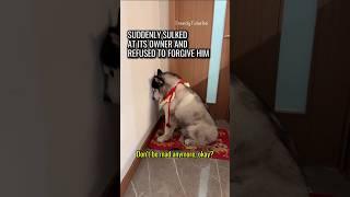 This Husky Is Deeply Offended! 