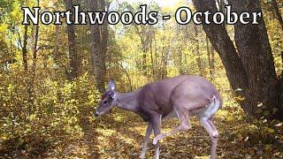 Trail Camera Video - Northwoods October