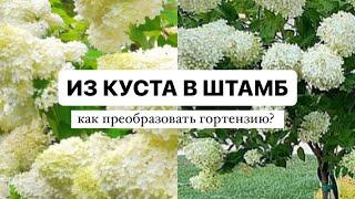 ДЕЛАЕМ ИЗ КУСТА ГОРТЕНЗИИ ШТАМБ | как сэкономить деньги