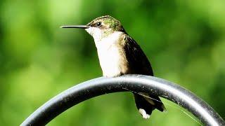 Female Ruby Throated Hummingbird