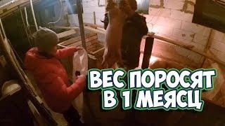 Вес поросят в 1 месяц