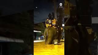 Rescuers use elephants to navigate flooded Thai streets - ABC News