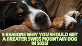 5 Reasons Why You Should Get a Greater Swiss Mountain Dog in 2025! 